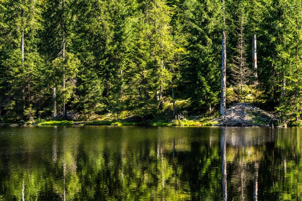 Pharmacy interior showing modern shelves and bright environment